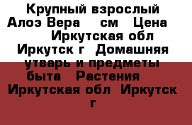 Крупный взрослый Алоэ Вера 25 см › Цена ­ 600 - Иркутская обл., Иркутск г. Домашняя утварь и предметы быта » Растения   . Иркутская обл.,Иркутск г.